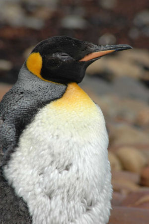 king penguin.JPG